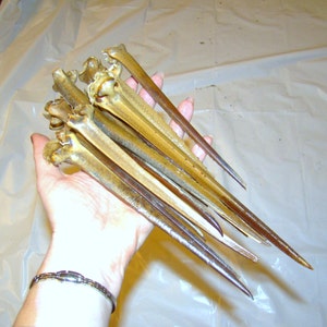 HORSESHOE Crab Tails / for crafts, decor or any project. Your choice of length and quantity.