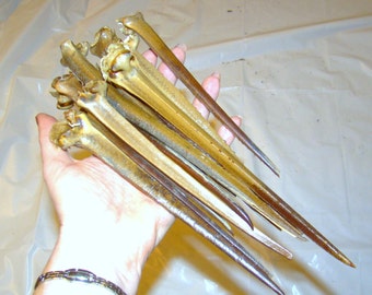 HORSESHOE Crab Tails / for crafts, decor or any project