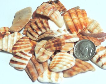 Well tumbled Seashells fragments from Mediterranean sea / for jewelry making or any project Lot of 35 / S22