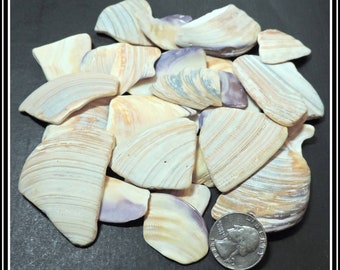 Special Selection Bright Seashells fragments for jewelry making, your home decor or any project Lot of 32