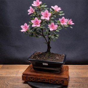 S shape pink flowering azalea bonsai trees in blue 15 cm frost resistant pots
