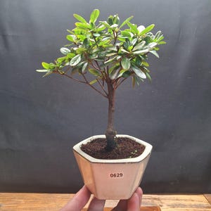 May include: A small bonsai tree with bright green leaves and a brown trunk is potted in a white, geometric-shaped container. The container has the number "0629" printed on it. The bonsai is held in a person's hand.