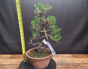 Real Japanese black pine bonsai tree "16 height, #764