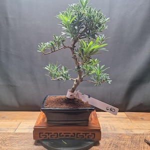 S-Shape Buddhist Pine Bonsai Tree, Indoor Friendly, 15cm Blue Pot