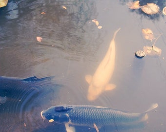 Koi Pond No. 1