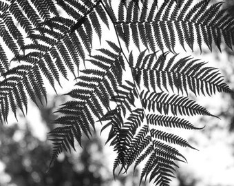 Fern