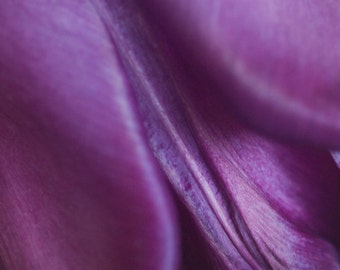 Purple Tulips No. 2