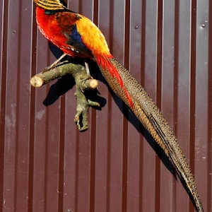 Può includere: Un fagiano dorato tassidermizzato, posato su un piccolo ramo. L'uccello presenta un piumaggio vibrante nei toni del rosso, arancione, giallo e nero. La sua lunga coda è decorata con segni marroni e neri. Lo sfondo è marrone e a righe verticali.