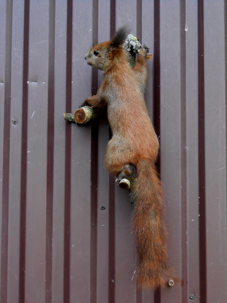 Taxidermy hamster - Etsy 日本