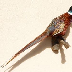 May include: A taxidermy common pheasant perched on a wooden branch. The bird features a long, pointed tail with brown and black barred patterns, a dark green head, a bright red patch around the eye, and a white neck ring with copper-colored feathers.