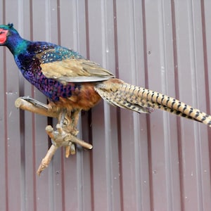 Melanistic Pheasant (phasianus colchicus) taxidermy fasan