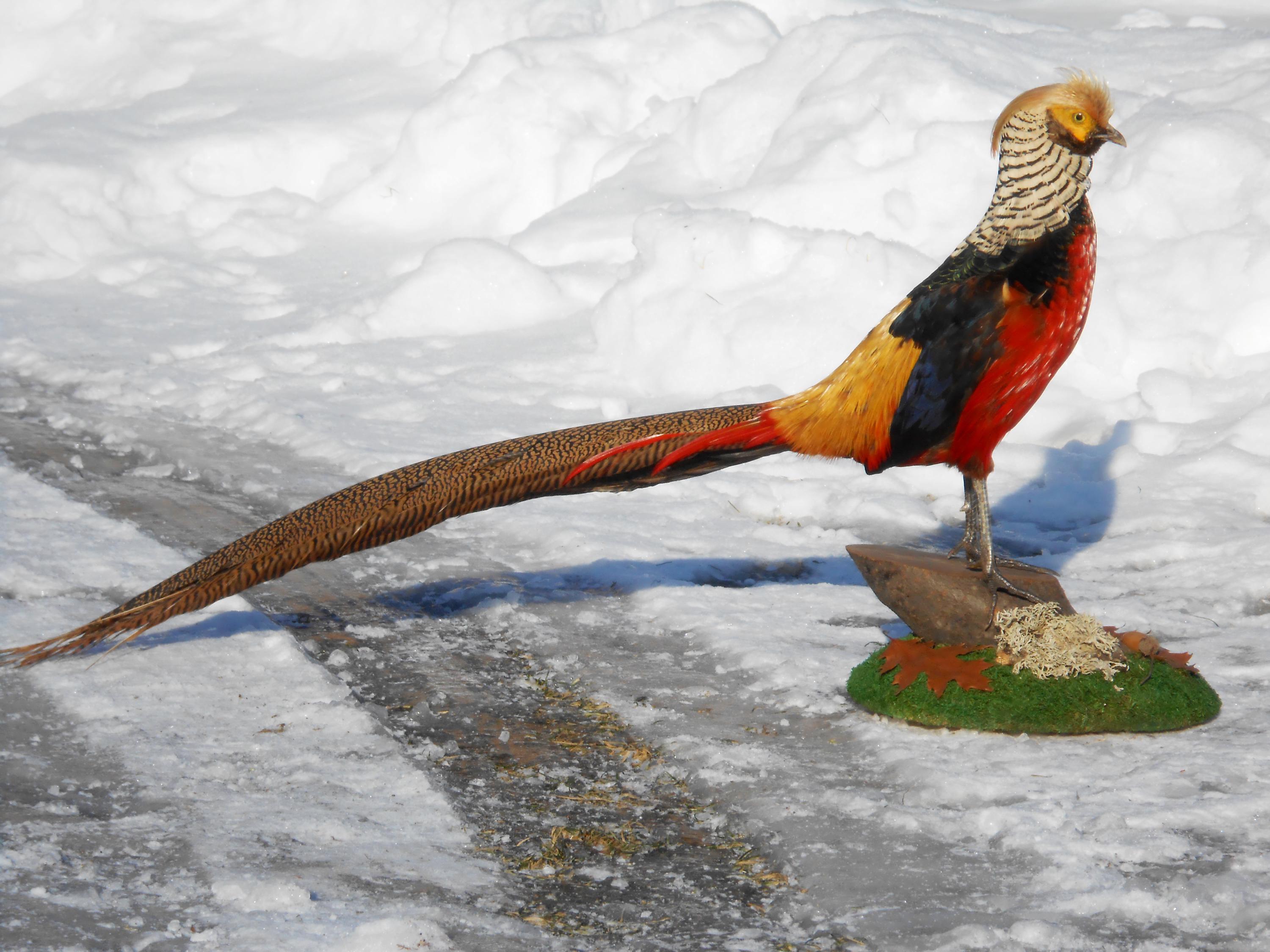 Faisan Empaillé - Taxidermie - Cabinet De Curiosité - Trophée De Chasse - Hauteur 50 Cm