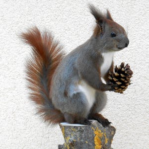 Ekorreuppstoppning (Sciurus vulgaris) uppstoppad uppstoppning