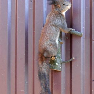 Könnte beinhalten: Ein präpariertes Eichhörnchen mit braunem und grauem Fell, das auf einem kleinen Ast sitzt. Das Eichhörnchen hat einen buschigen Schwanz und ist vor einem braunen, vertikal gestreiften Hintergrund montiert.
