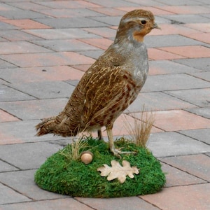 Può includere: Un uccello impagliato, probabilmente una pernice, è in piedi su un letto di muschio verde con una ghianda e una foglia. L'uccello ha piume marroni e grigie, una testa marrone e si trova in posizione eretta. Lo sfondo è un patio in mattoni.