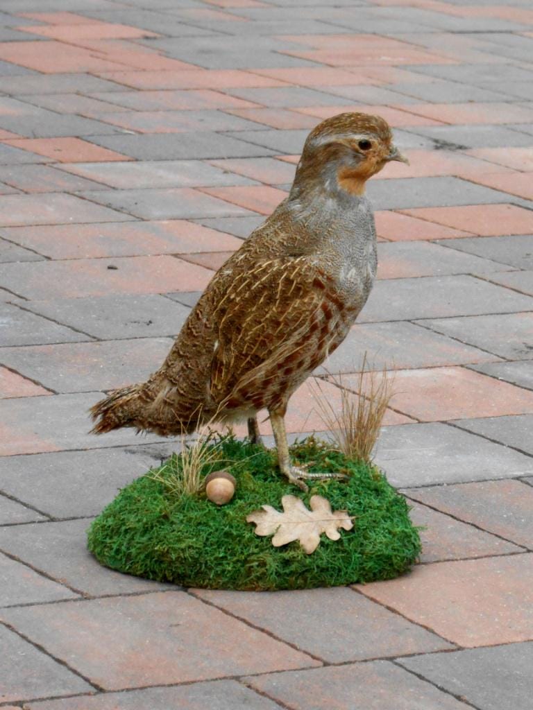 Bird skin taxidermy - Etsy 日本
