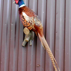 Common Ringneck Pheasant Taxidermy (Phasianus colchicus) stuffed Bird fasan