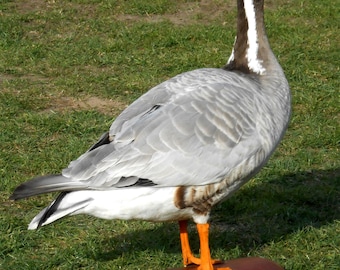 Tibetan goose taxidermy (Anser indicus) stuffed goose