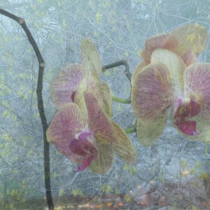 Orchidée de Robyn, carte pour notes avec photo