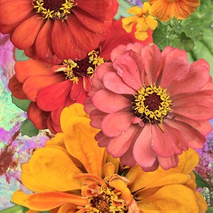Zinnia y hojas, tarjeta fotográfica.
