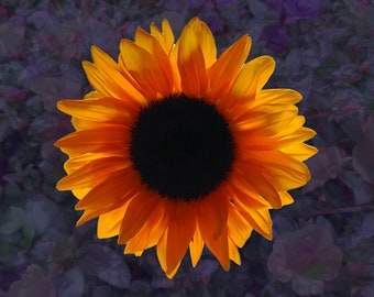 Sunflower, August photo notecard