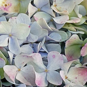 Blue Hydrangea