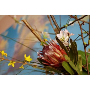 Proteus and Sprig