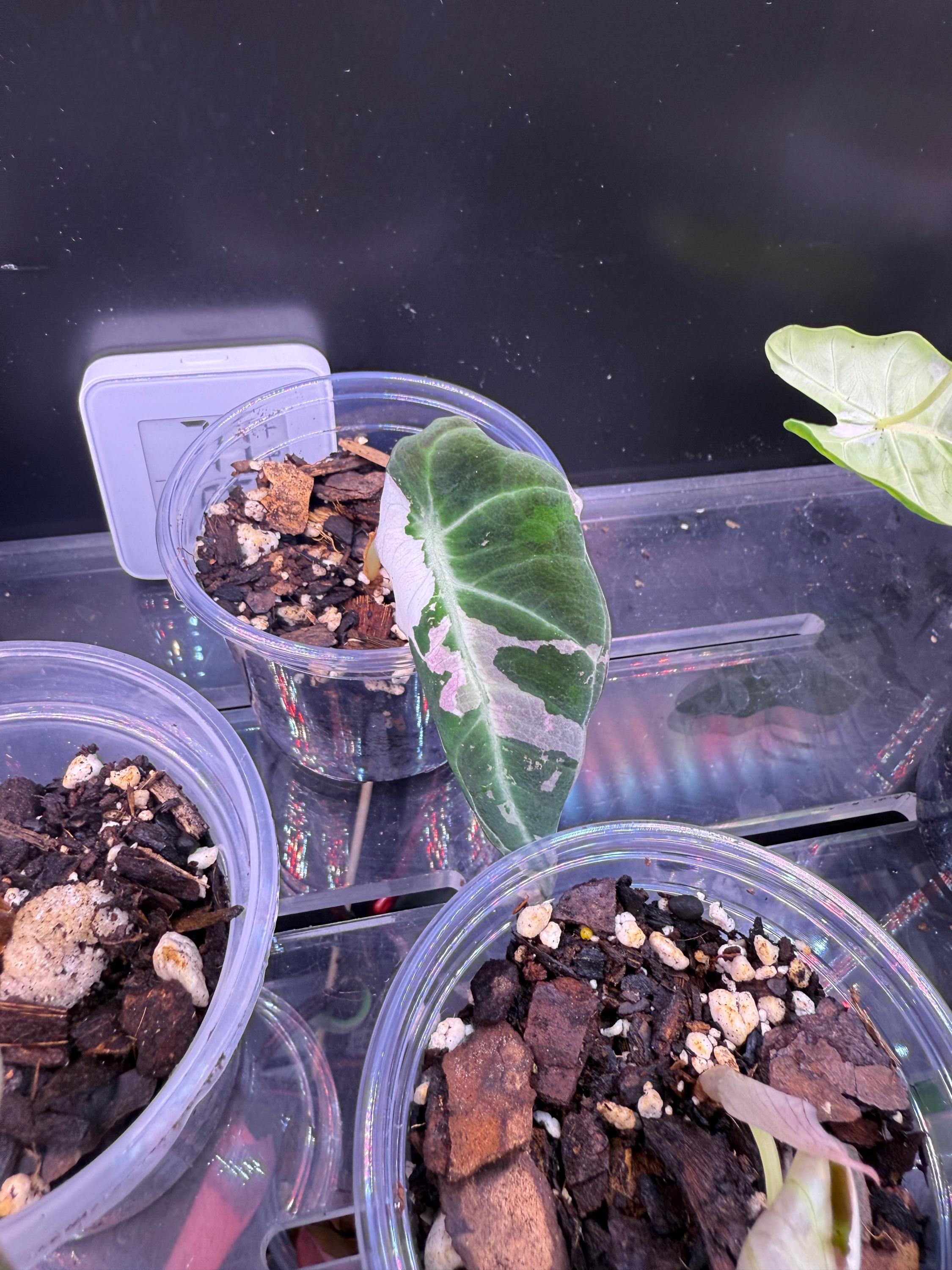 Alocasia black velvet pink variegated - Etsy 日本