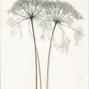 Druckbares Kunst Poster mit Dill im Bleistift Zeichenstil. Moderne Leinwand Wandkunst für Wohnzimmer. Zeitgenössischer Digitalprint.
