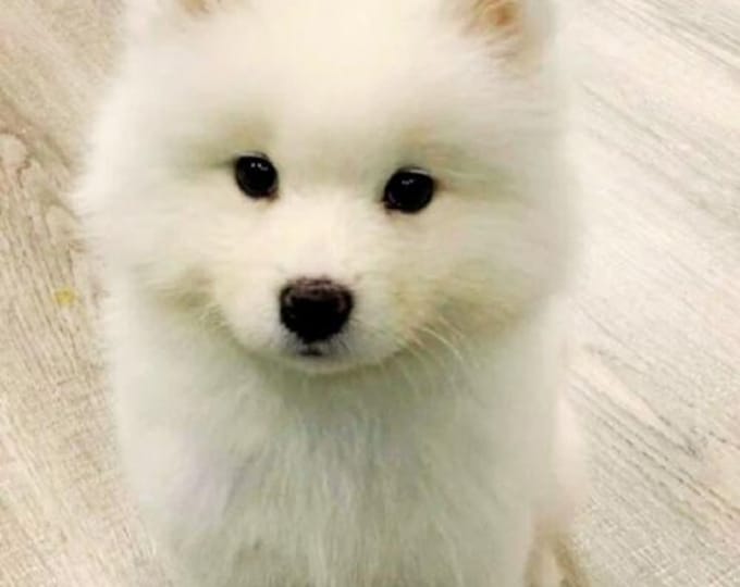 Hellhound Pups|Spirit Companions|Spirit Vessel