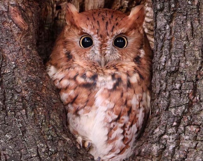Athena's Screech Owl Spirit Pre-conjure