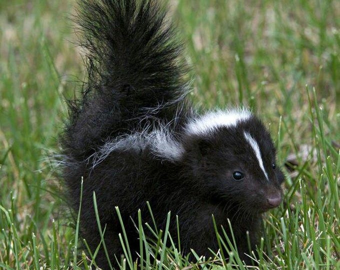 Loki's Baby Skunks Pre-conjure |Spirit Companion