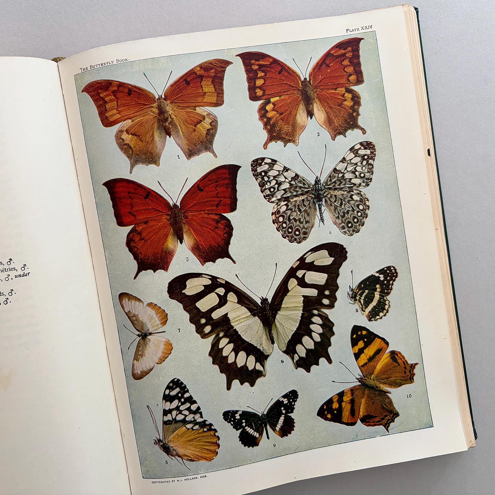 Vintage Illustrated Butterfly Book - Etsy