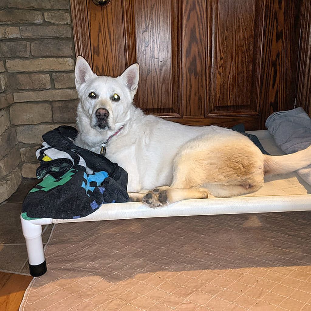 canvas dog beds for large dogs