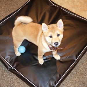 May include: A brown and white Shiba Inu puppy playing with a blue ball on a black dog bed with white piping.