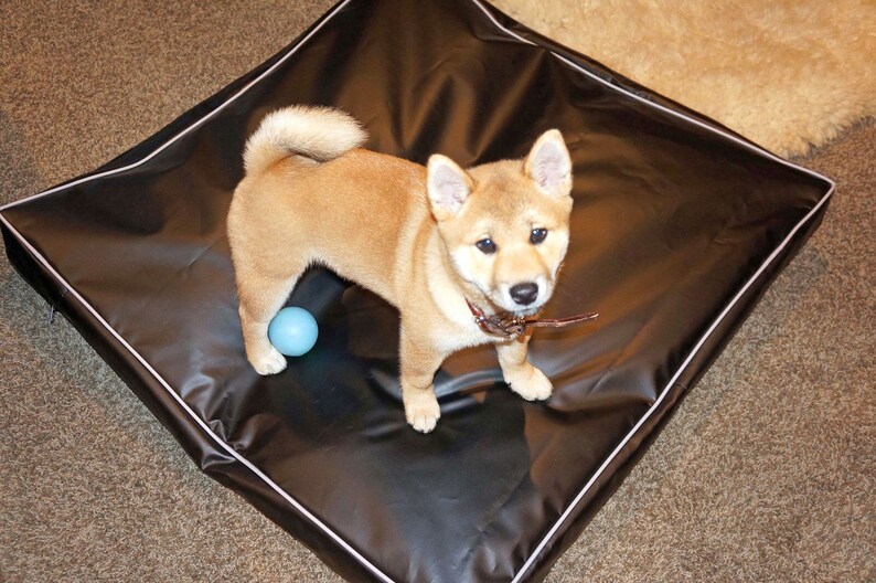 May include: A brown and white Shiba Inu puppy playing with a blue ball on a black dog bed with white piping.