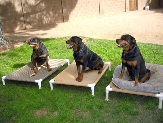 raised canvas dog bed