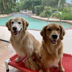 May include: Two golden retriever dogs sitting on a red dog bed in front of a swimming pool. The dogs are looking at the camera and smiling.