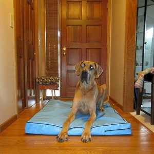May include: A large, brown Great Dane dog is lying on a blue dog bed in a hallway. The dog is looking at the camera with its head tilted slightly to the side. The dog bed is on a wooden floor.