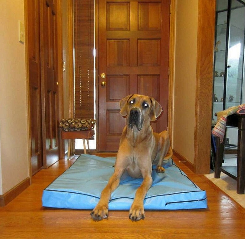 May include: A large, brown Great Dane dog is lying on a blue dog bed in a hallway. The dog is looking at the camera with its head tilted slightly to the side. The dog bed is on a wooden floor.