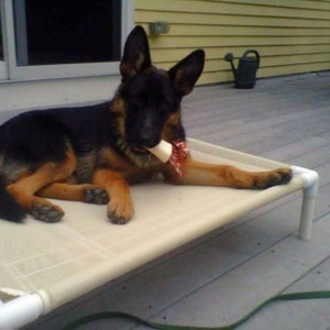 May include: A black and brown German Shepherd puppy lying on a beige dog bed with white plastic legs. The puppy is wearing a red and white bow tie and has a bone in its mouth.