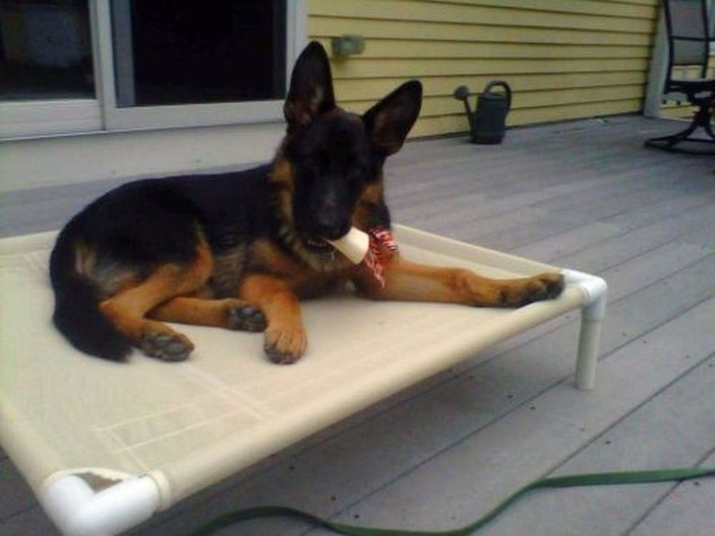 May include: A black and brown German Shepherd puppy lying on a beige dog bed with white plastic legs. The puppy is wearing a red and white bow tie and has a bone in its mouth.