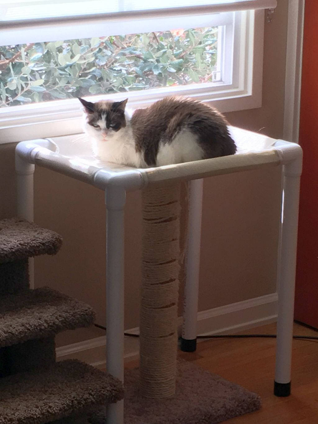 Dog window hot sale perch with stairs