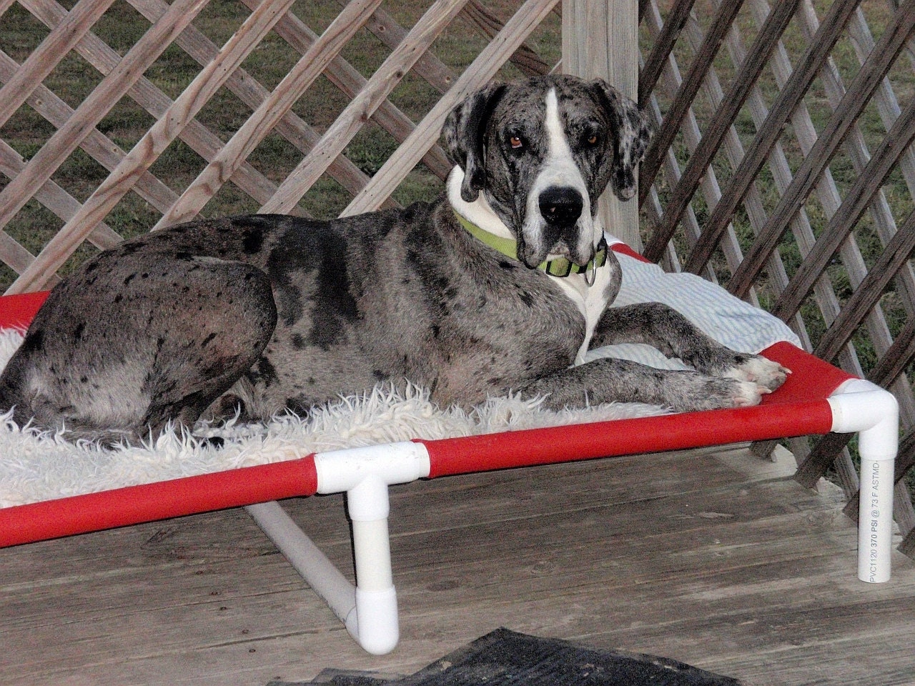 extra large raised dog bed