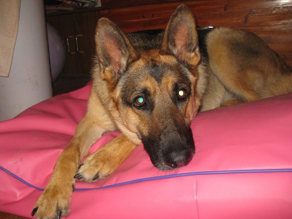 Indestructable dog beds hot sale
