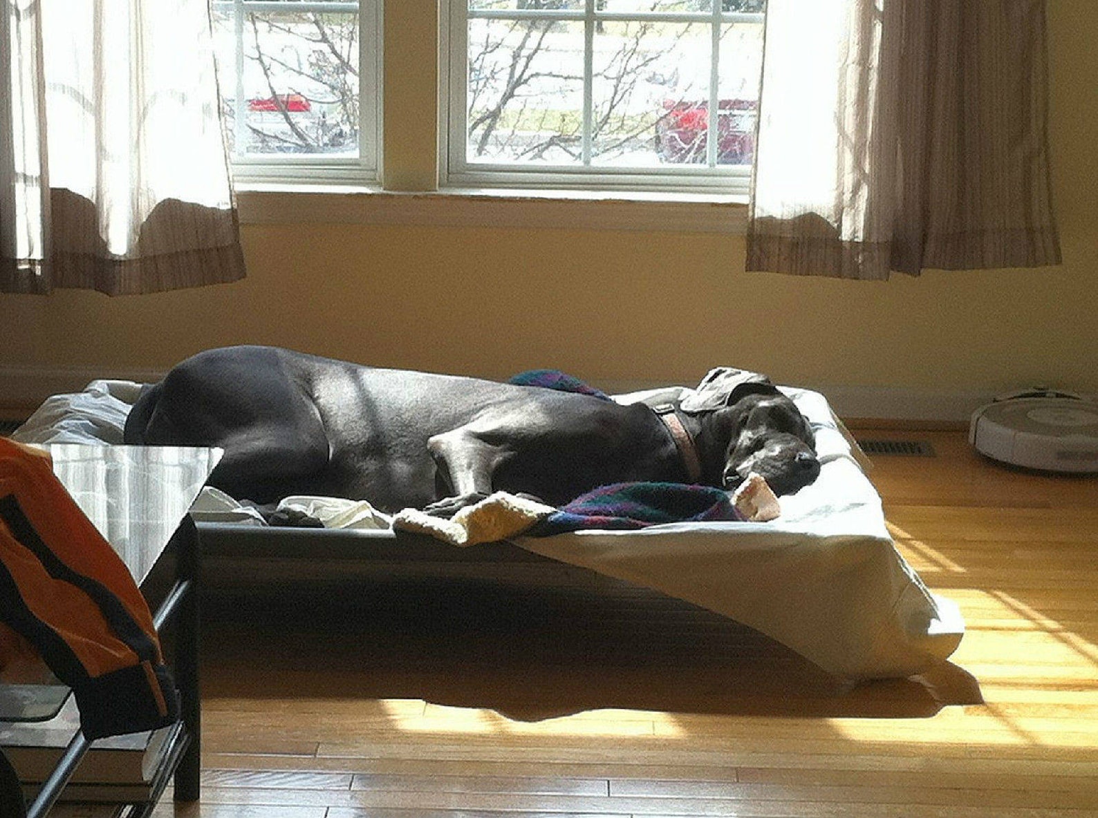 Handmade Great Dane X Large Dog Bed 38x55 With Middle Support Etsy