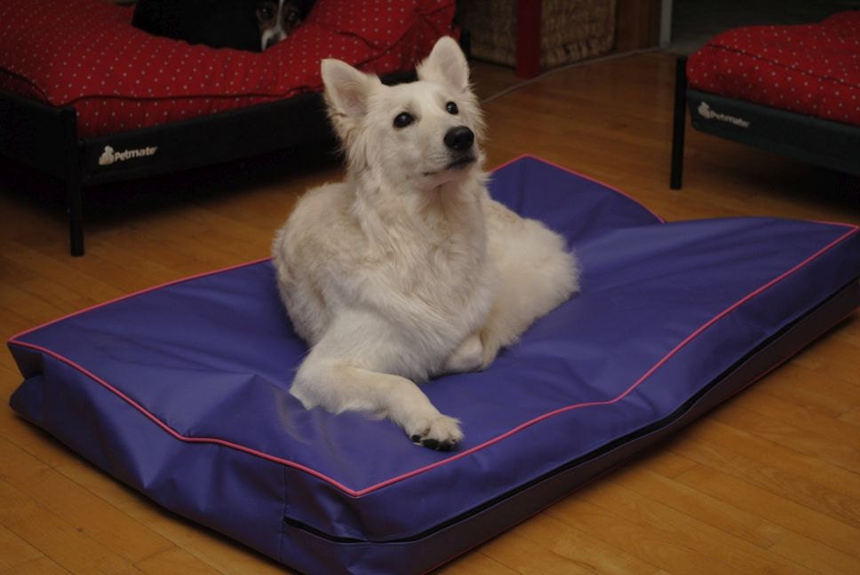 Tough pedic Dog Bed Small Nearly Indestructible & Chew Proof, Washable  Pillow For Chewing Puppy - For Size S Dogs 24X18, Obsidian Black 