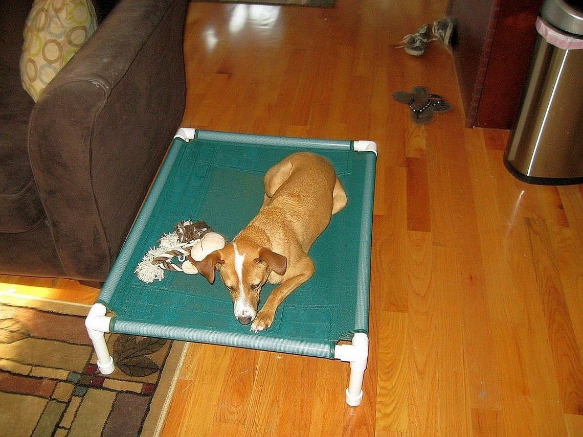 Raised Dog Cot 22x30 Dog Bed Small Dog Bed Pet Bed Medium Etsy