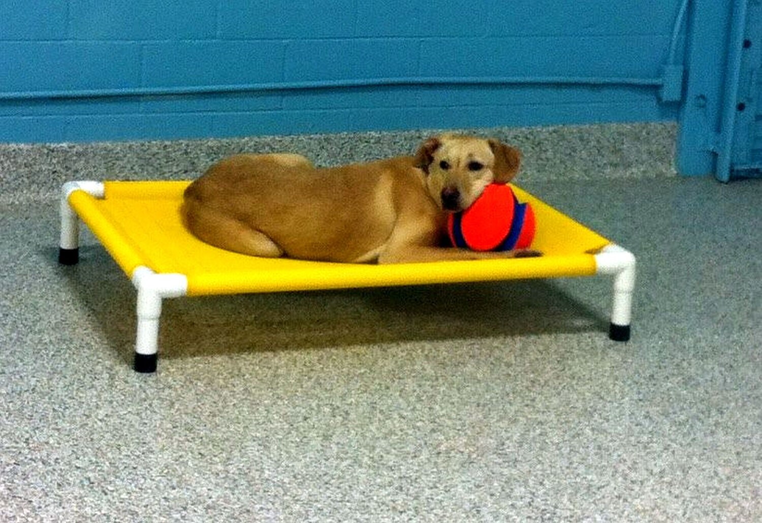 Large Dog Breed Dog Beds Outdoor Dog Beds Large Mesh Dog Etsy