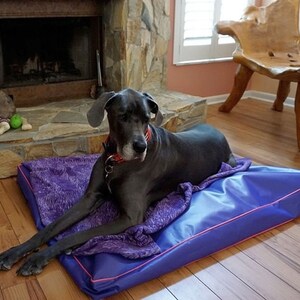 May include: A large, grey Great Dane dog is lying on a purple and blue dog bed with a pink border. The dog is wearing a red collar and is looking to the left of the frame.